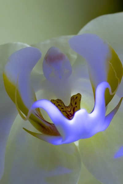orchid in blue#2 von Henry van Schijndel