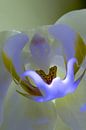 orchid in blue#2 van Henry van Schijndel thumbnail