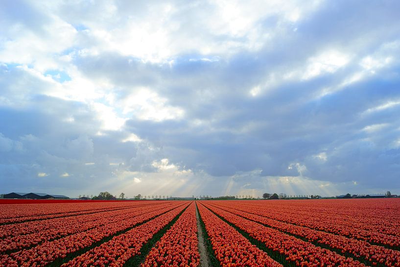Bollenveld met rode tulpen van Michel van Kooten