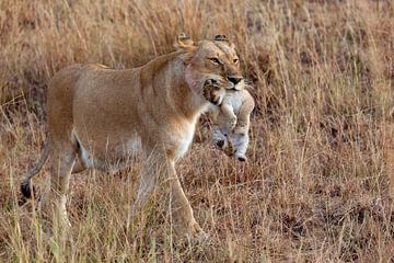 Moeder leeuw met kind van Peter Michel