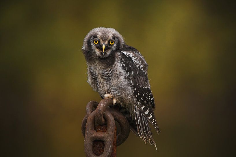 Sparrow owl by Samantha Rorijs