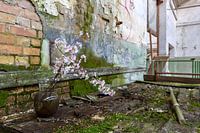 flowers in the abandoned factory
