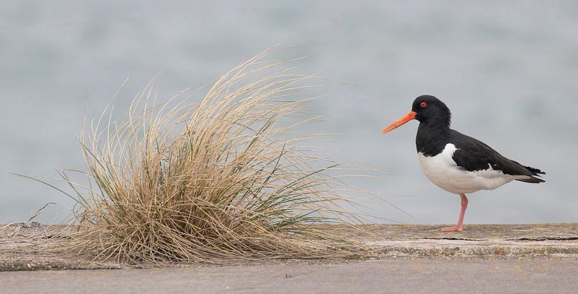 Oystercatcher on the quay by Marcel Klootwijk