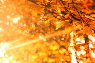 Herfst - Golden Brown van Cho Tang thumbnail