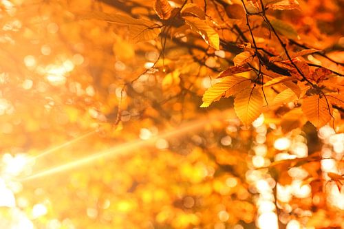 Automne - Brun doré