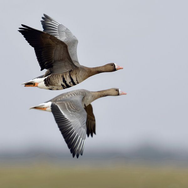 Blässgaense ( Anser albifrons ), Paar, Pärchen, fliegt über Wiesen und Felder am Niederrhein, im Auf von wunderbare Erde