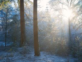 Sanftes Licht scheint durch die Bäume an einem Wintermorgen in einem verschneiten Wald in De Moeren, Brabant von Bas Meelker
