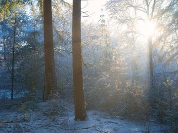 Zacht licht schijnt door de bomen op een winter ochtend in een besneeuwd bos in De Moeren, Brabant