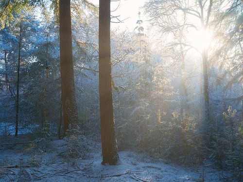 Zacht licht schijnt door de bomen op een winter ochtend in een besneeuwd bos in De Moeren, Brabant