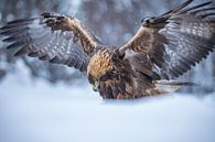 De Steenarend. Aquila chrysaetos van Gert Hilbink thumbnail