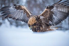 Steinadler