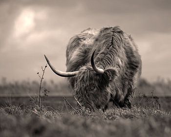 schottischer Highlander