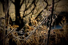 Bevroren Juweeltjes. von Møre To Explore.