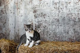 Oude Schuur met Speelse Kittens: Onschuldige Vreugde in de Rustieke Platteland