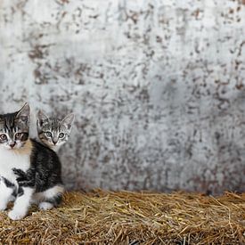 Kittens in the Countryside: Adventures on the Hay Bale by Elianne van Turennout