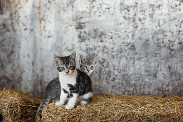 Kittens in the Countryside: Adventures on the Hay Bale by Elianne van Turennout