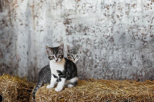 Oude Schuur met Speelse Kittens: Onschuldige Vreugde in de Rustieke Platteland