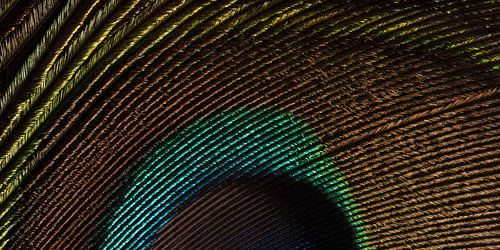 Panorama van een pauwenveer