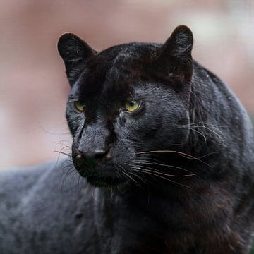 Schwarzer Panther quadratisch von gea strucks