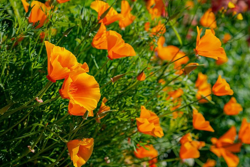 Californian puppy by Leo Schindzielorz