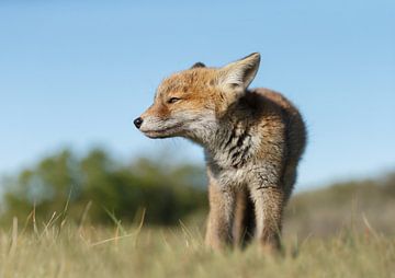 Red fox cub von Menno Schaefer