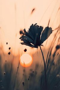 Before Sunset No 5