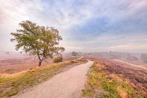 Blühende Heidekrautpflanzen in einer Heidelandschaft bei Sonnenaufgang