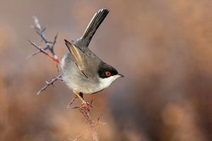 Samtkopf-Grasmücke, Sylvia melanocephala