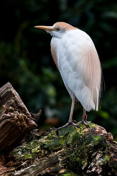 Cattle egret : Ouwehands Dierenpark by Loek Lobel