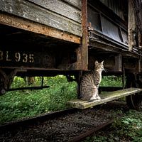 Travelcat