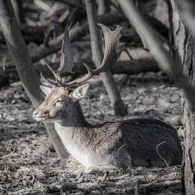A Deer is resting in the sun van Rene Jacobs