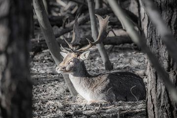 A Deer is resting in the sun van Rene Jacobs