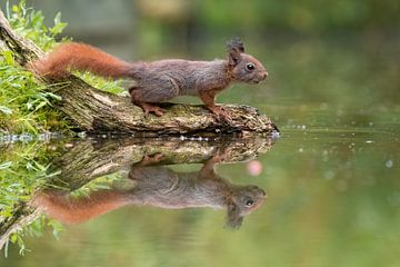 squirrel reflection by gea strucks