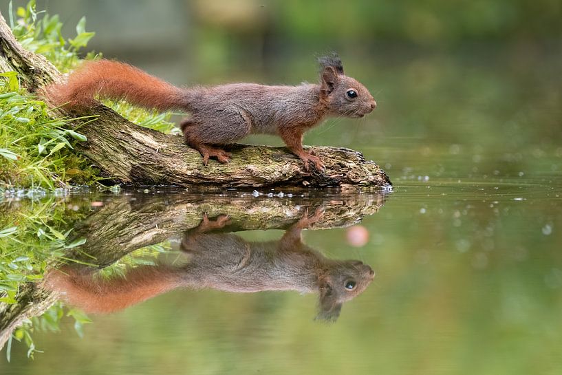 eekhoorn reflectie van gea strucks