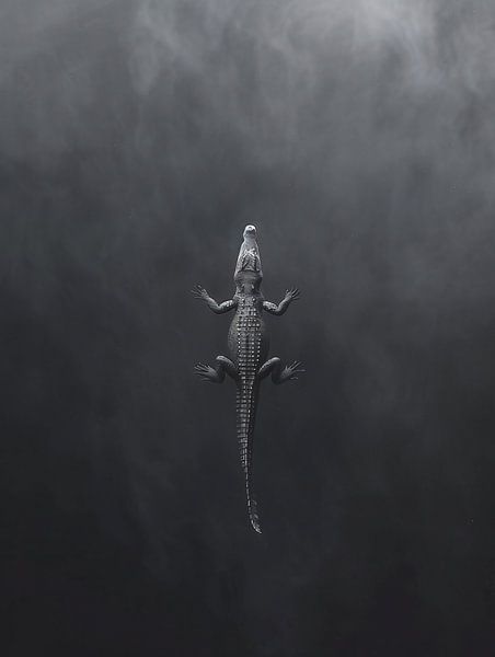 Alligator im Marschland von fernlichtsicht