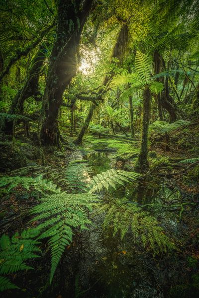 New Zealand Jungle at Fox Glacier by Jean Claude Castor