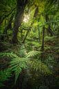 New Zealand Jungle at Fox Glacier by Jean Claude Castor thumbnail