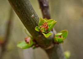 Pink Quince Flower Buds with Leaves