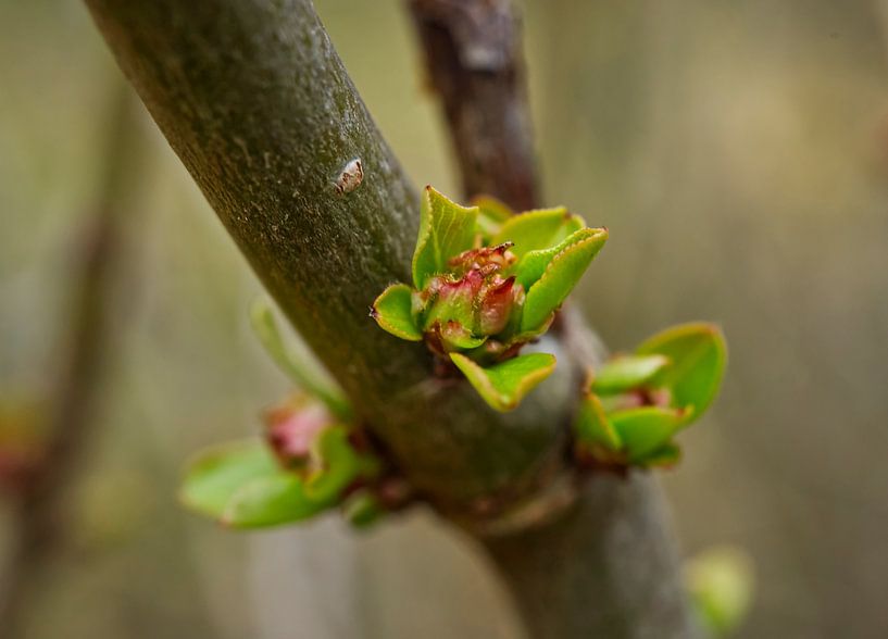 Pink Quince Flower Buds with Leaves by Iris Holzer Richardson