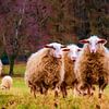 Marcher le long des moutons. sur Frans Van der Kuil