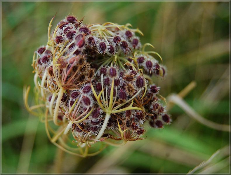 Pluis by Hanney Bruijn Fotografie