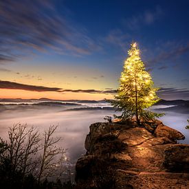 fir tree, christmas tree on a rock in the morning by Fotos by Jan Wehnert