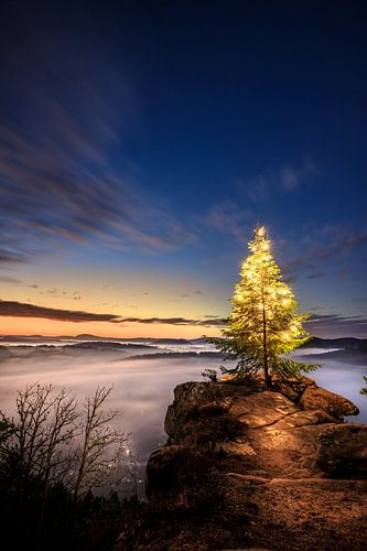 Een dennenboom, kerstboom op een rots in de ochtend
