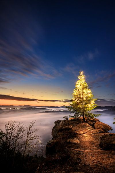 Een dennenboom, kerstboom op een rots in de ochtend van Fotos by Jan Wehnert