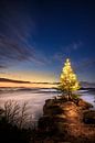 Een dennenboom, kerstboom op een rots in de ochtend van Fotos by Jan Wehnert thumbnail