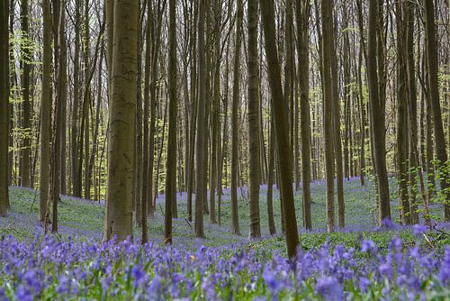 Bluebells