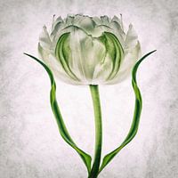 Tulipo2