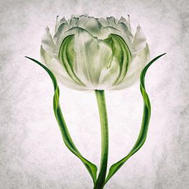 Tulipo2 by Henk Leijen