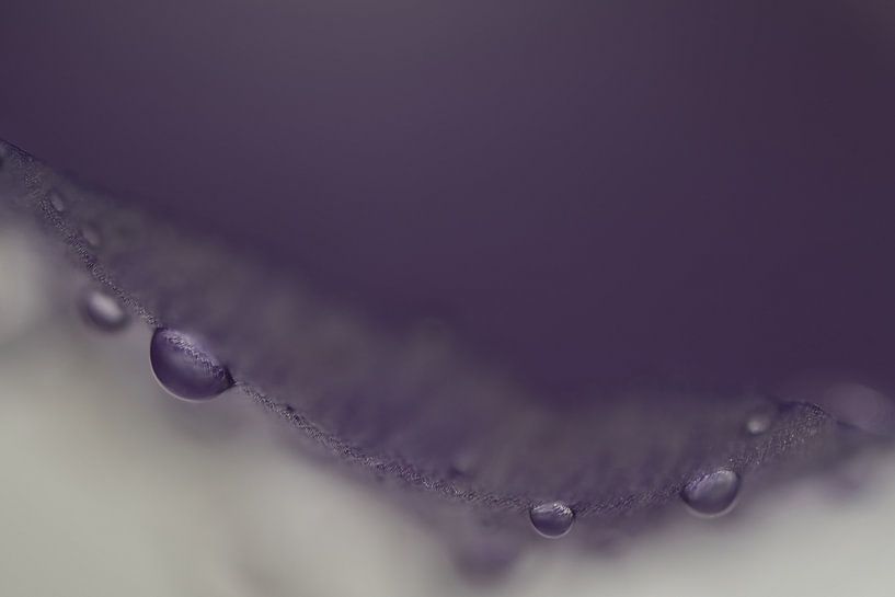 Gouttes métalliques violettes, s'abandonnant à l'eau sur un crocus par Jolanda de Jong-Jansen
