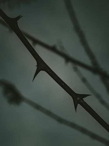 Thorns